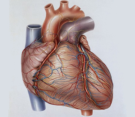 Causes and Management of Myocarditis