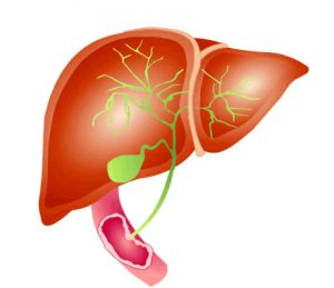 The Presentation of Infectious Hepatitis
